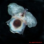 Cavolinia longirostris - pteropod