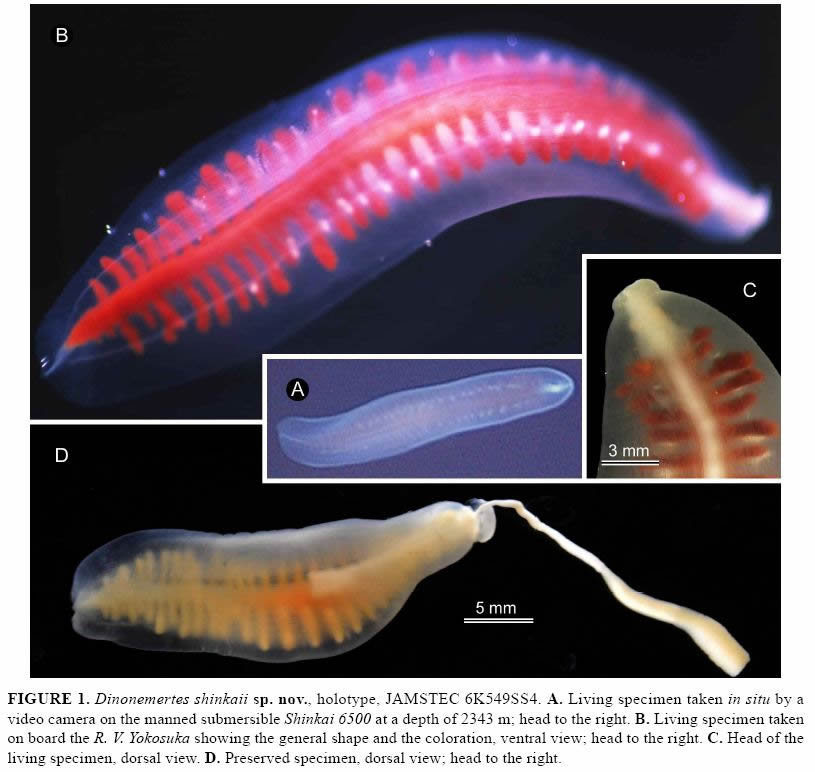 Dinonemertes shinkaii