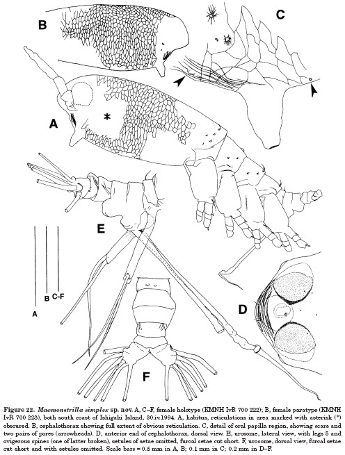 Maemonstrilla_simplex