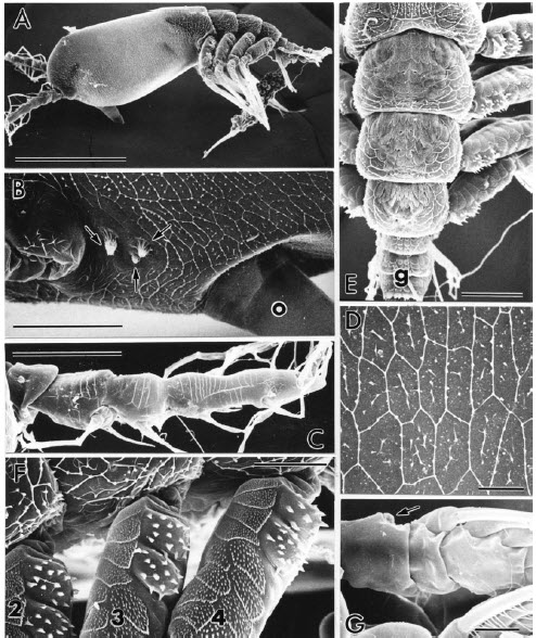 Maemonstrilla_spinicoxa