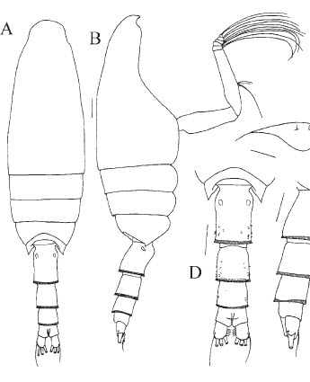 Pseudeuchaeta_acuticornis