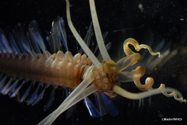 squid polychaete