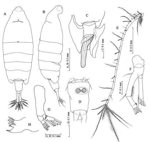 tortanus vietnamicus