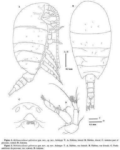 Methanocalanus gabonicus