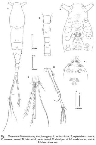 Neomormonilla extremata