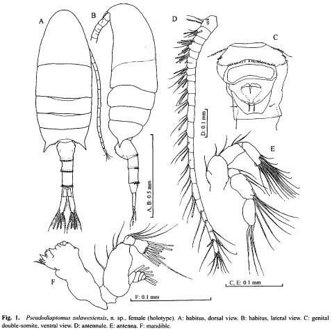 Pseudodiaptomus sulawesiemis